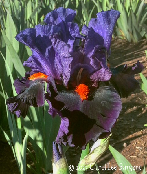 Sharp Dressed Man Tall Bearded Iris