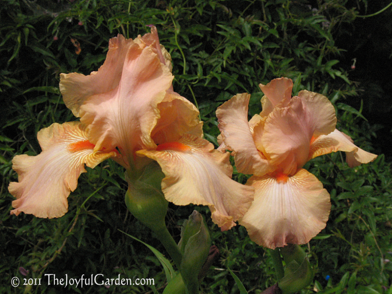 Apricot hued tall bearded irises with bright orange beards and stripes on the halfts