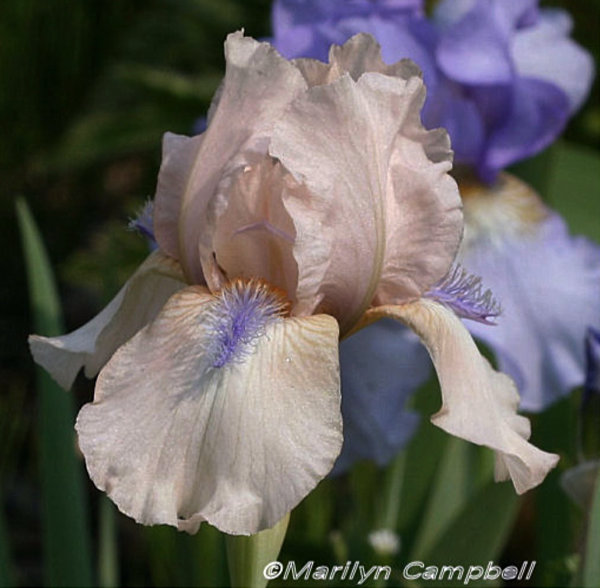 Concertina Space Age Iris The Joyful Garden