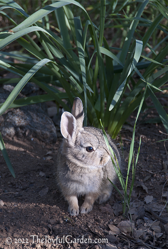 Young Cottontail rabbit with morning sun on its face.